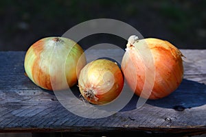 Three onions closeup