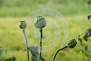 Three opium poppy seed heads, Papaver somniferum