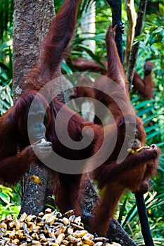 Three Orang Utan hanging on a tree in the jungle