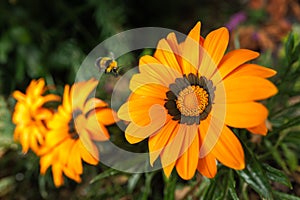 Three orange African Daisies growing in a garden with a bumble bee flying towards one. There is slight motion blur