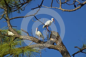 Three orange beaked American White Ibis in Pine Tree