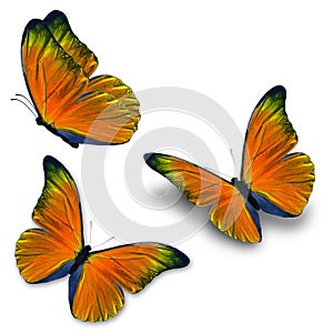 Three orange butterfly