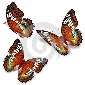 Three orange butterfly