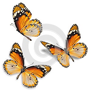 Three orange butterfly