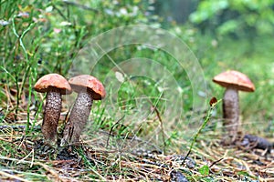 Three orange-cap boletus mushrooms