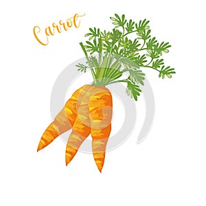 three orange carrots with green leaves vector on white background.