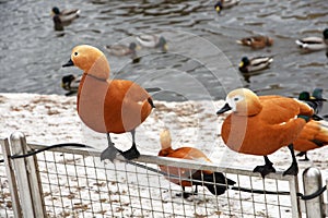 Three orange ducks and many other different birds on water