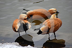 Three orange ducks on water