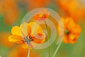Three orange flowers