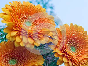 Three orange Gerbera flowers