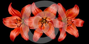 Three orange lilies on black background