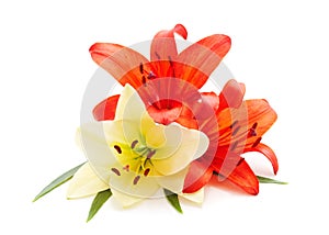 Three orange lilies