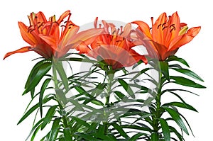 Three orange lilies