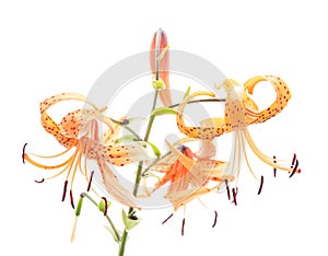 Three orange lilies