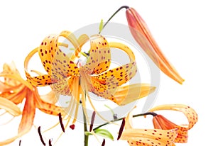 Three orange lilies