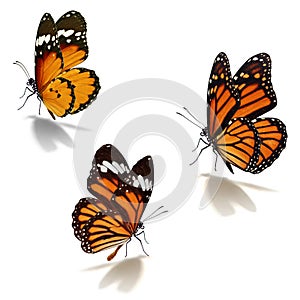 Three orange monarch butterfly