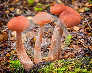 Three orange mushrooms