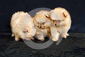 Three orange pomeranian spitz puppies sitting on a black background