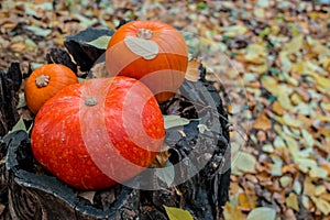 three orange pumpkins lie in the autumn forest on a wooden snag stump