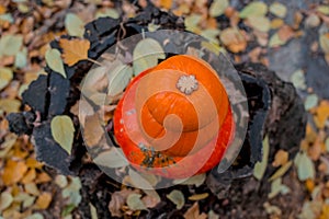 three orange pumpkins lie in the autumn forest on a wooden snag stump