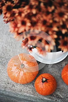 Three orange pumpkins near flowerpot with brown chrysanthemums outdoor