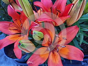 Three orange and red lillies