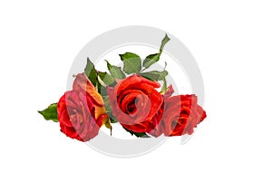 Three orange rose isolated on white