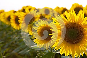 Three orange sunflowers in one row descending in size on the first, second and third place