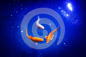 Three orange and white koi carp fishes on blue sea background closeup, goldfish swims in pond at night, moonlight glow shiny stars