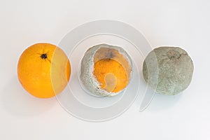 Three oranges in various stages of decomposition. Overhead shot on white background.