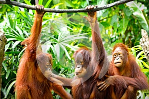 Three orangutans