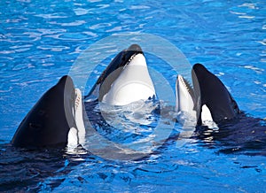 Three Orca Killer Whales