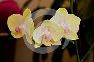 Three orchids blossoming