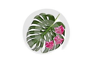 Three orchids lie on a green leaf, natural monstera with water drops on a white background, floral print