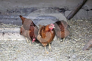 Three organic free range chickens in a coup