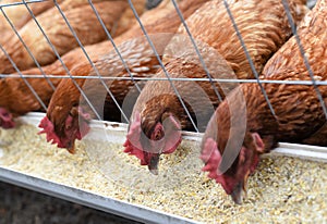 Three Organic Free Range Chickens Eating in Sync