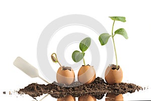 Organic seedling plants in eggshells isolated on white.