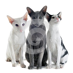 Three oriental cats photo