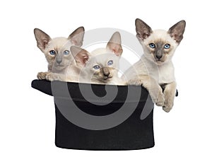 Three Oriental Shorthair kittens, 9 weeks old