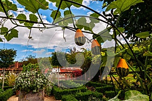 Three ornamental gourds frame the backdrop of an old English walled kitchen garden.