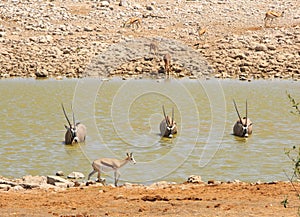 Three Oryx wading a waterhole all looking at camera