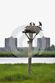 Three Ospreys in New York (Pandion Haliaetus)