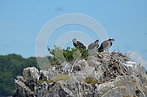 Three Ospreys Perched on a Nest in Maine