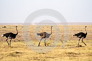 Three ostrich birds walk in the grass of Amboseli National Park Kenya Africa