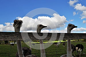 Three ostrich heads