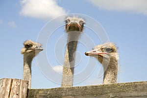 Three ostriches photo