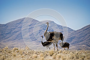 Three ostriches photo