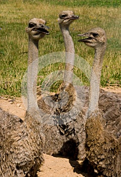 Three ostriches