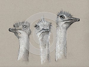 Three Ostriches, Charcoal Art, Cute, Long-Necked Birds