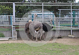 Three ostriches feed in a zoo paddock
